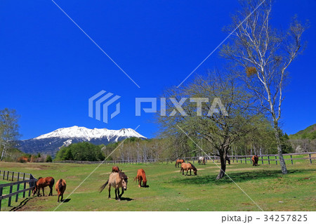木曽馬と御嶽山 木曽馬と御嶽山 34257825