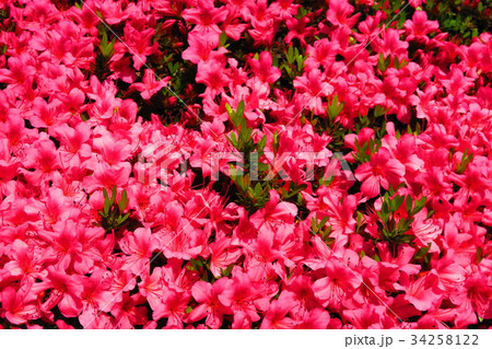 ツツジの花 ツツジの花 34258122