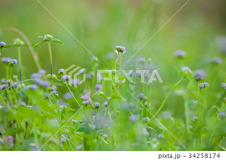 Purple Chives flower alike for blur wallpaper 34258174