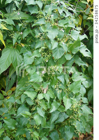 ヘクソカズラの花と実 34258675
