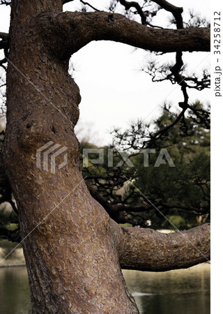 日本庭園のアカマツ 34258712