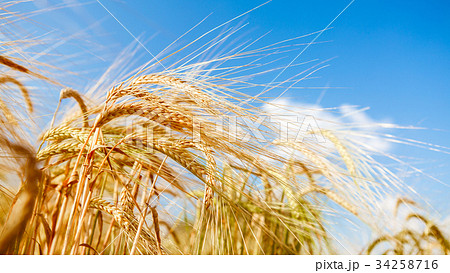 Photo of field with rye 34258716