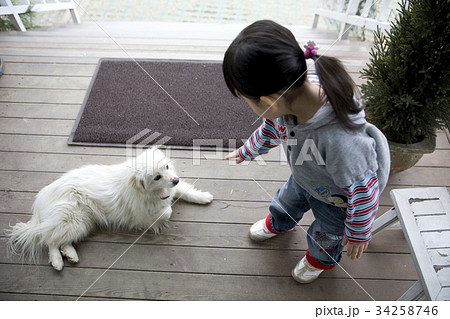 犬 子犬 子供 34258746