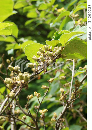 マンサクの実 34260288