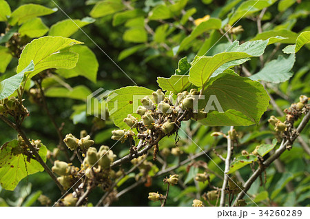 マンサクの実 マンサクの実 34260289