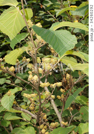 マンサクの実 マンサクの実 34260292