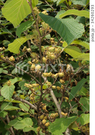 マンサクの実 34260293