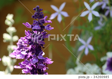 金魚草とイソトマ 34260985