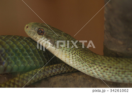 アオダイショウ 34261002