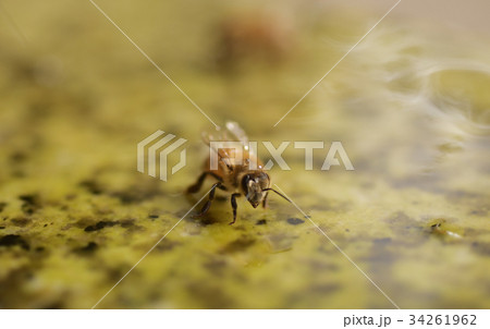 ミツバチ 蜜蜂 みつばち ニホンミツバチ 水 水滴 生物 休憩 マクロ 昆虫 蜂 ミツバチ 蜜蜂 みつばち ニホンミツバチ 水 水滴 生物 休憩 マクロ 昆虫 蜂 34261962