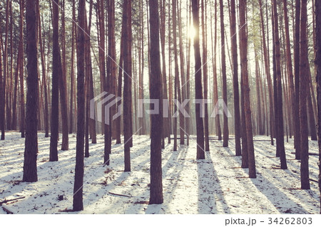 Winter forest Winter forest 34262803