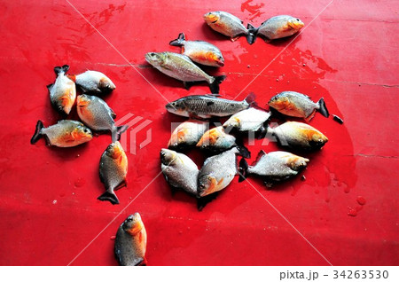 世界最大の大河アマゾン河クルーズ、ジャングルクルーズ、ピラニア釣り 34263530