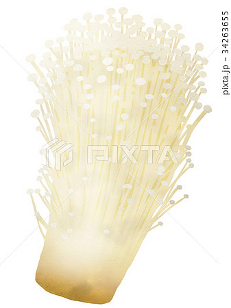 えのき えのき 34263655