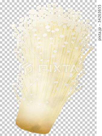 えのき えのき 34263655