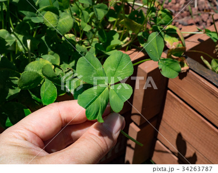 四国カルスト 五段高原 四国カルスト 五段高原 34263787