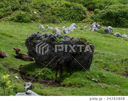 四国カルスト　五段高原 34263808
