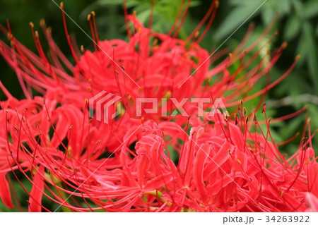 野の花 彼岸花 曼珠沙華 淀川河川敷 大阪府枚方市の写真素材