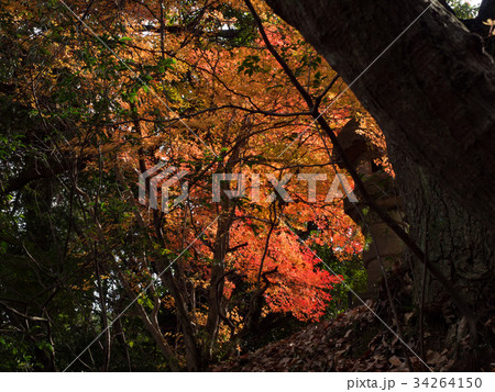 紅葉の木漏れ日 34264150