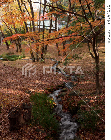 紅葉の庭園と小川 紅葉の庭園と小川 34264151