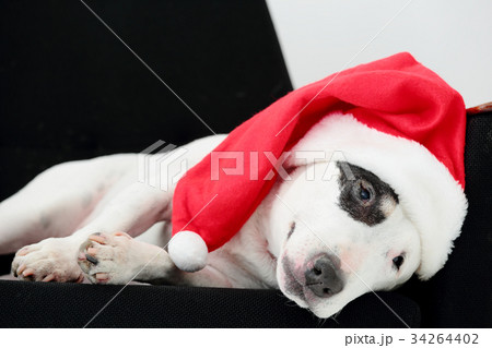 サンタ犬 サンタ犬 34264402