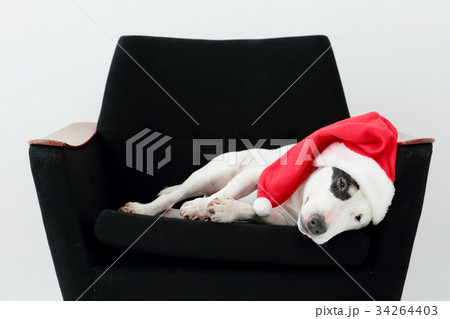 サンタ犬 34264403