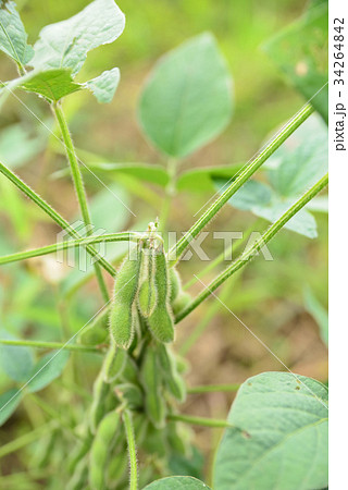 農家の大豆畑 34264842