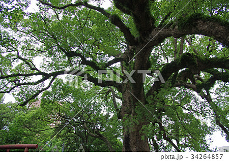 和歌山城の大楠 34264857