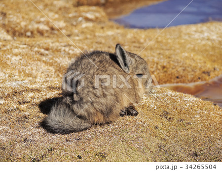 Viscacha 34265504