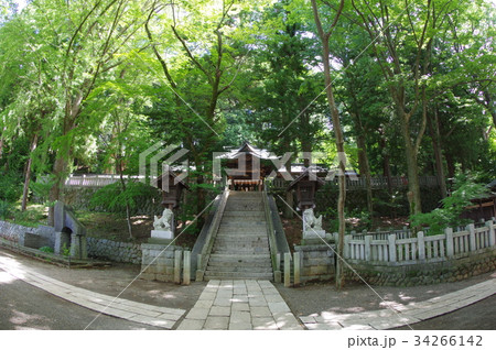 信州　諏訪の天然記念物　手長神社社叢「手長の森」　超広角　樹齢５００年超の欅を含む森 34266142