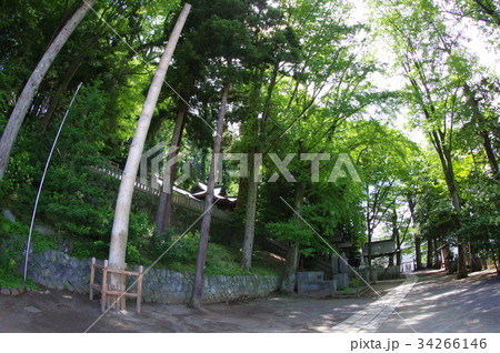 信州 諏訪の天然記念物 手長神社社叢「手長の森」 超広角 樹齢500年超の欅を含む森 信州 諏訪の天然記念物 手長神社社叢「手長の森」 超広角 樹齢500年超の欅を含む森 34266146