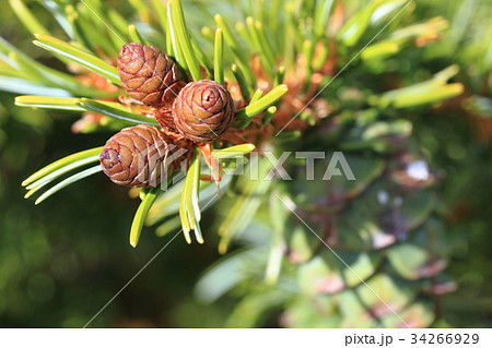 ハイマツの幼果 34266929