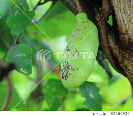 アケビの実 アケビの実 34266930