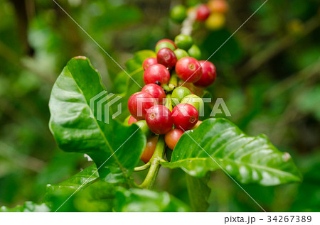 Organic red coffee cherries, raw coffee bean 34267389