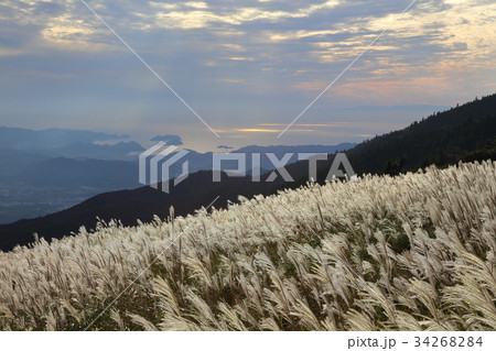 生石高原のススキ 34268284