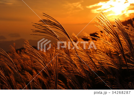 生石高原 夕日に輝くススキ 生石高原 夕日に輝くススキ 34268287