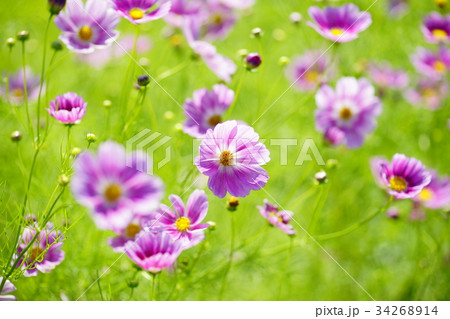 秋桜 34268914