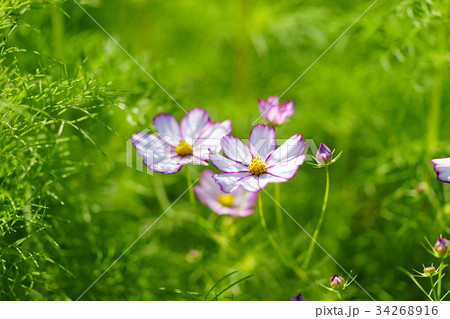 秋桜 秋桜 34268916