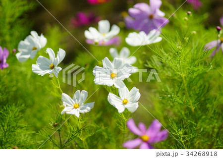 秋桜 34268918