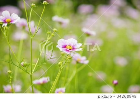 秋桜(日の丸) 秋桜(日の丸) 34268948
