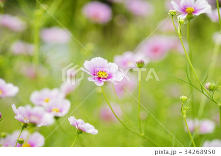 秋桜(日の丸) 34268950