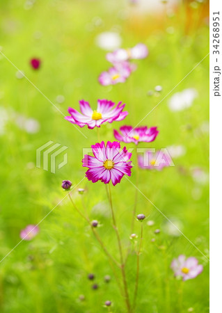 秋桜(あかつき) 34268951