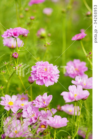 秋桜(ダブルクリック ローズ) 秋桜(ダブルクリック ローズ) 34268953