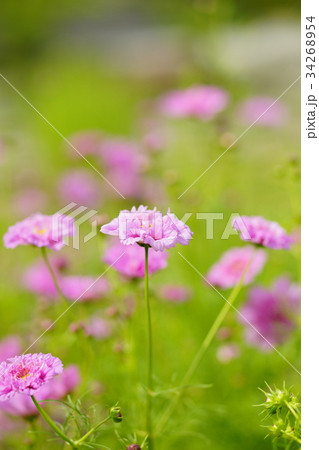 秋桜(ダブルクリック ローズ) 34268954