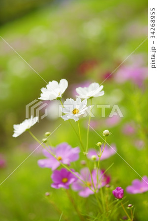 秋桜 秋桜 34268955