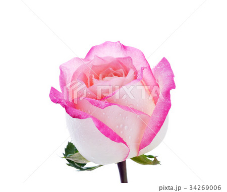 close up macro of a rose 34269006