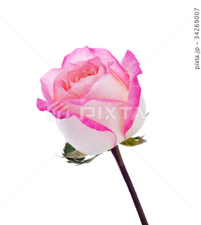 close up macro of a rose close up macro of a rose 34269007
