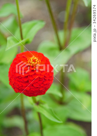 可愛いポンポン咲きのヒャクニチソウ 可愛いポンポン咲きのヒャクニチソウ 34269574