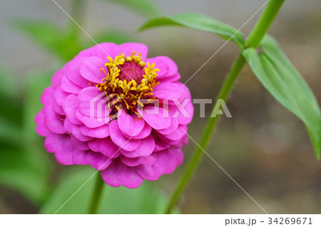 可憐なヒャクニチソウ 可憐なヒャクニチソウ 34269671