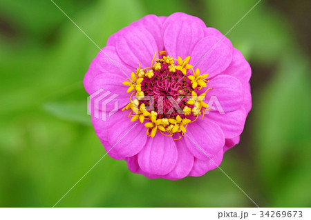 可憐なヒャクニチソウ 34269673