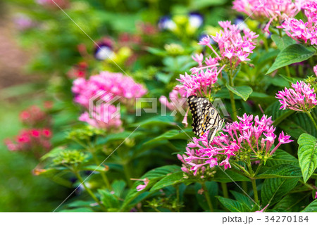 Butterfly on pink flower. Butterfly on pink flower. 34270184